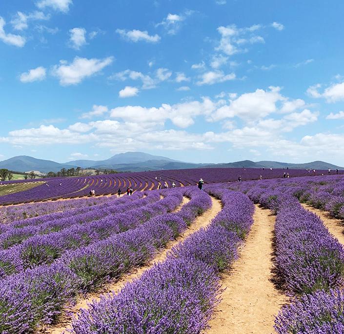 澳州 塔斯馬尼亞